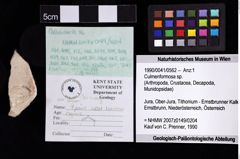 Foto (Objket + Etiketten) von Decapoda indet 